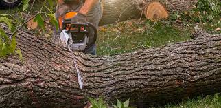 Best Tree Cabling and Bracing  in Mount Carmel, IL