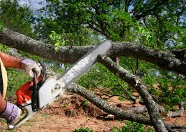 Best Fruit Tree Pruning  in Mount Carmel, IL