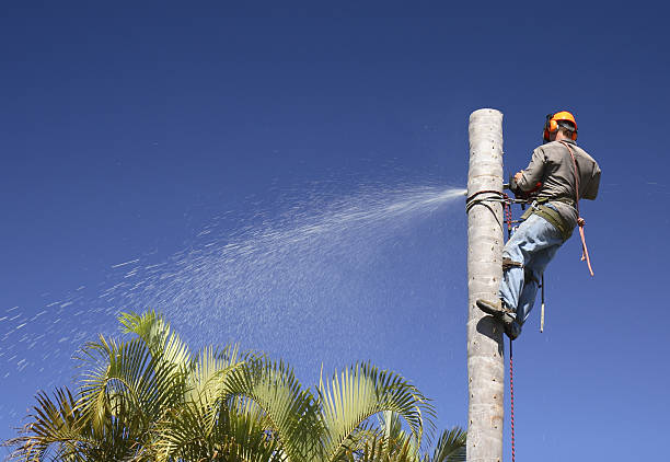 Best Commercial Tree Services  in Mount Carmel, IL