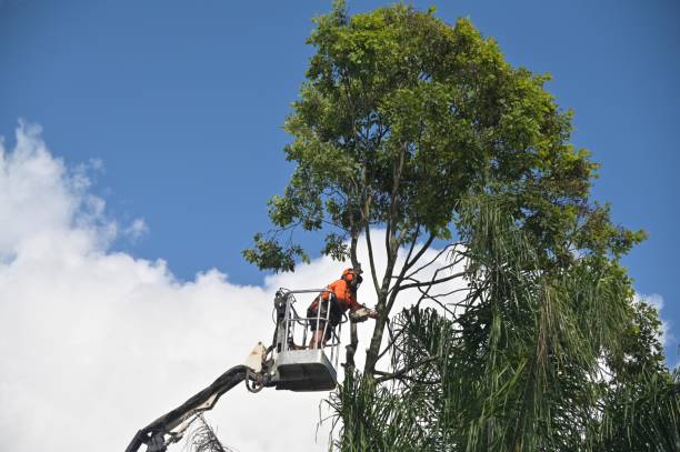  Mount Carmel, IL Tree Care Pros