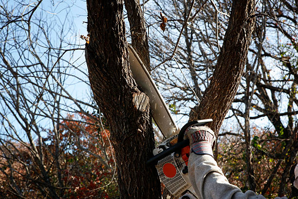Best Soil Testing and Treatment  in Mount Carmel, IL