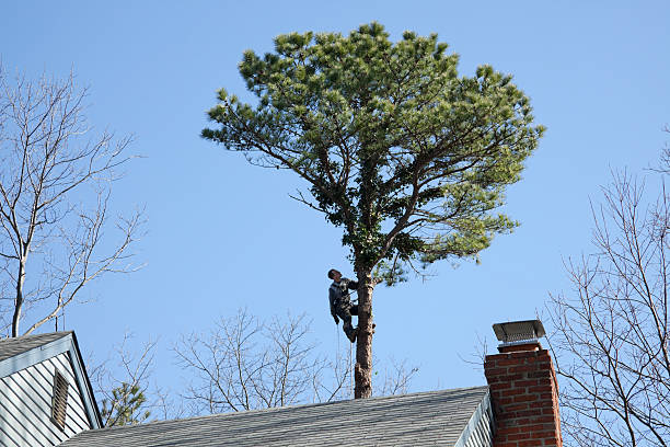 Best Tree Trimming and Pruning  in Mount Carmel, IL