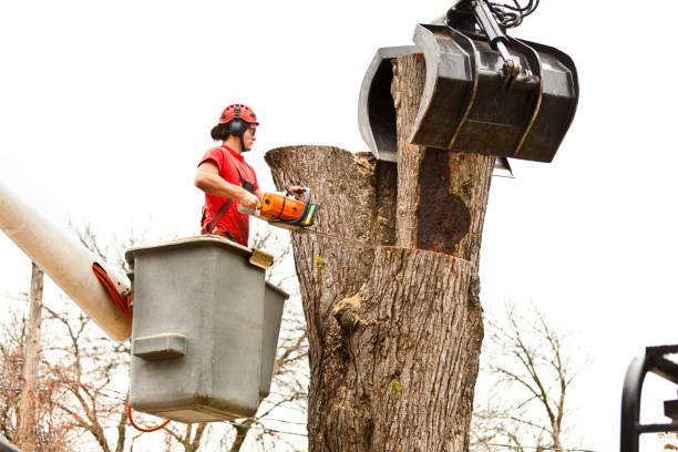 Best Tree Removal  in Mount Carmel, IL