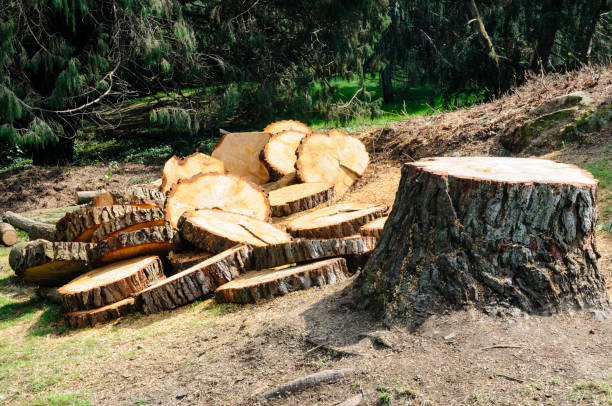 How Our Tree Care Process Works  in  Mount Carmel, IL